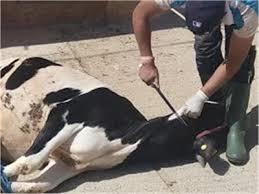 هل يجوز للمقيمين في الخارج ذبح الأضحية داخل مصر..؟ الإفتاء تجيب