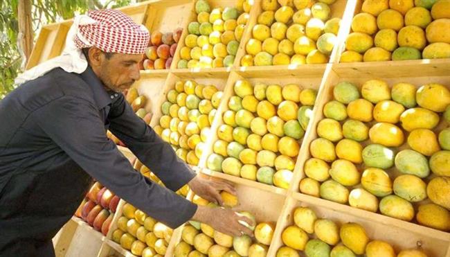 تبدأ من 15 جنيهًا.. أسعار المانجو في سوق العبور