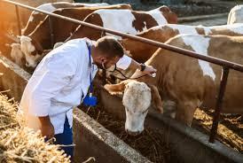 تهديد فيروسي جديد ينتقل من البقر للبشر