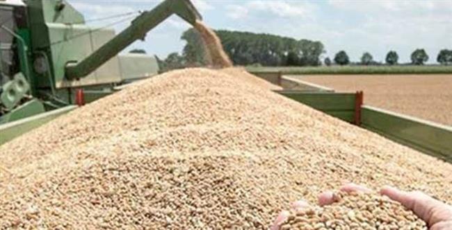 محافظ الشرقية: توريد أكثر من 615 ألف طن قمح للشون والصوامع ومراكز التجميع