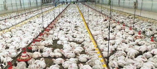 غلق 6 مزارع دواجن مخالفة لاشتراطات الطب البيطري بـ القليوبية 