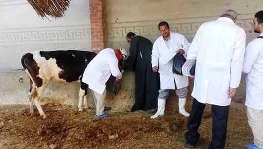 غدا.. انطلاق الحملة القومية الثانية لتحصين الماشية بالفيوم