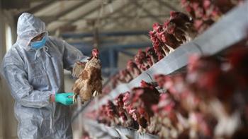  ولاية أمريكية تسجل إصابات بشرية بإنفلونزا الطيور