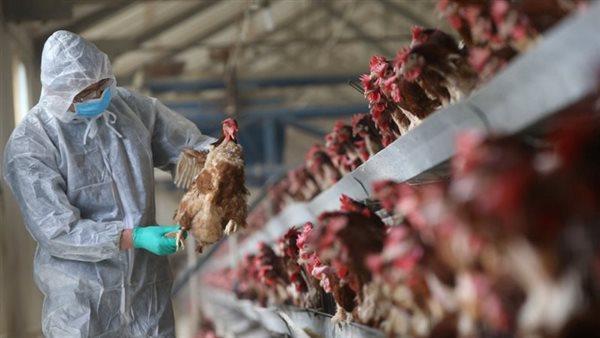 ولاية أمريكية تسجل إصابات بشرية بإنفلونزا الطيور