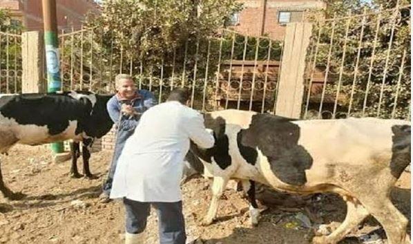 الغربية : انطلاق الحملة القومية الثانية لتحصين الماشية