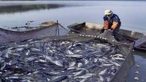   انعقاد ندوة الاستزراع السمكي في ظل التغيرات المناخية بالمعمل المركزي لبحوث الثروة السمكية بالعباسة