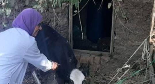 فحص 1220 رأس ماشية لمكافحة البروسيلا والدرن بالبحيرة