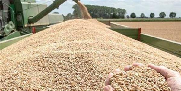 محافظ الشرقية: توريد أكثر من 616 ألف طن من القمح بنسبة 105% من المستهدف
