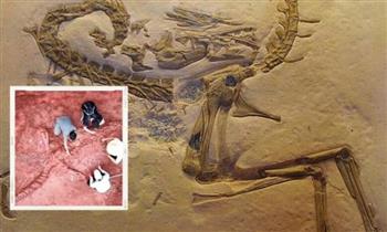   اكتشاف حفرية ديناصور عمرها 233 مليون سنة في البرازيل