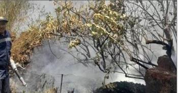   السيطرة على حريق بأحد الجزر النيلية بمدينة أسوان