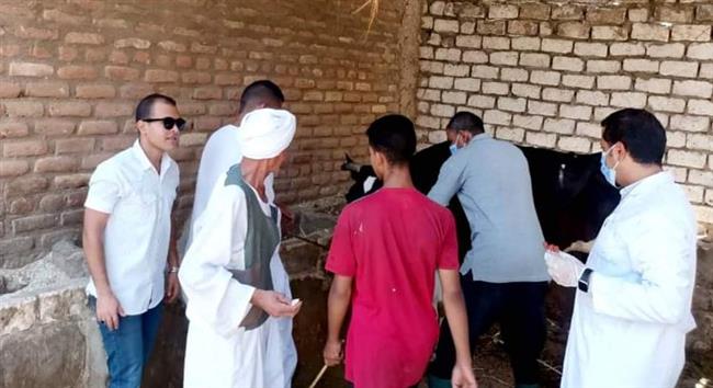 "بيطري قنا" تحصين 29 ألف رأس ماشية ضد الحمى القلاعية والوادى المتصدع 