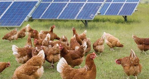 الكهرباء: مبادرة جديدة لتشغيل مزارع الدواجن بالطاقة الشمسية