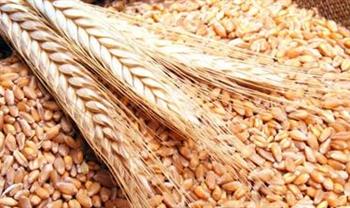   "تموين دمياط" الانتهاء من توريد حوالي 36 ألف طن من محصول القمح