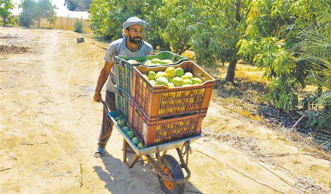 المانجو .. ملكة الفواكه تتألق في الإسماعيلية