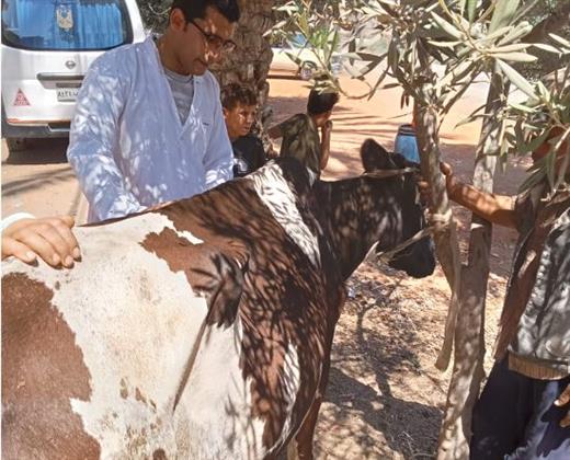جامعة الزقازيق توجه قافلة بيطرية لقرية كفر السلاوى مركز بلبيس بالشرقية