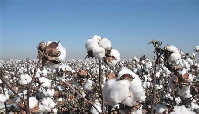 أستاذ زراعة: زيادة المساحة المزروعة من الذهب الأبيض في الصعيد 56% عن العام الماضي