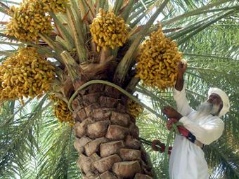 سلطنة عمان توظف الذكاء الاصطناعي لتعزيز زراعة النخيل