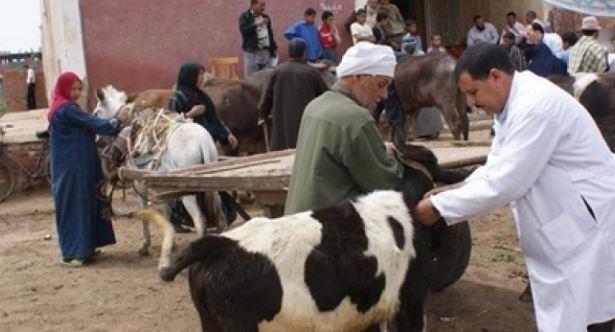 بني سويف: قافلة بيطرية مجانية لدعم المربين بـ المحافظة