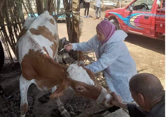 تحصين 296 ألف رأس ماشية ضد الحمي القلاعية والوادي المتصدع بـ المنيا
