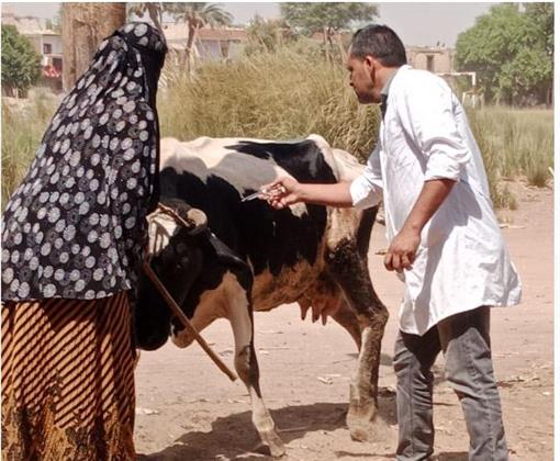 بيطري المنيا: تقديم 1386 خدمة خلال 3 قوافل مجانية 