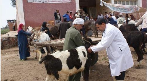 تزامنا مع عيد الفلاح .. إطلاق قوافل بيطرية مجانية بقرى القليوبية