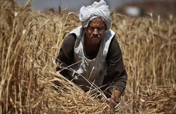 بالإنفوجراف.. الدولة المصرية تواصل تطبيق استراتيجيتها لدعم وتمكين الفلاح