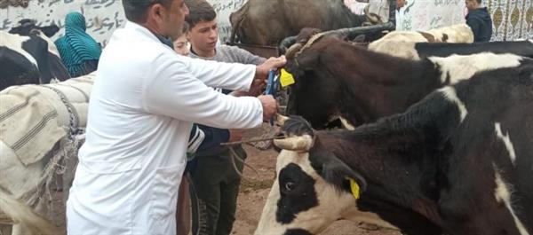 "بيطري قنا": مناظرة 4385 رأس ماشية في 12 قرية