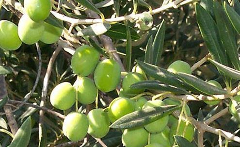 أغلى من البترول ومصر الأولى عالميا في إنتاجه.. الزيتون استثمار المستقبل