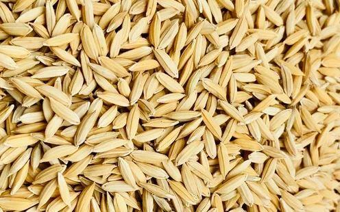 "الزراعة": ضبط 50 طن تقاوي أرز غير معتمدة في كفر الشيخ قبل تداولها بالأسواق