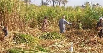   وزير التموين: الحكومة تقدم حوافز مجزية لمزارعي القصب 