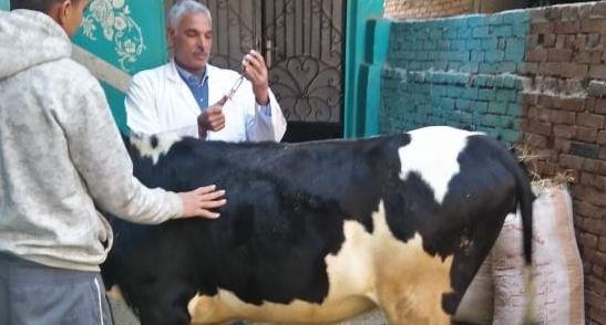 فحص وعلاج وتحصين 6426 رأس ماشية وطائر في قافلة بيطرية بالشرقية