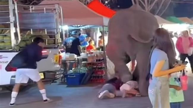 فيل يفر من صوت المفرقعات ويدهس حشدًا من المتسوّقين بتايلاند