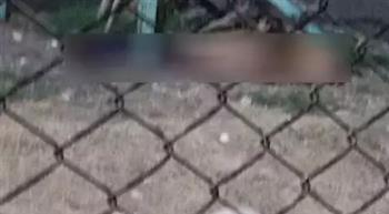   أسد يلتهم رأس حارسه في حديقة حيوان الفيوم