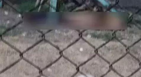 أسد يلتهم رأس حارسه في حديقة حيوان الفيوم