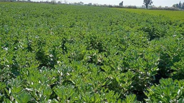المنيا تتصدر في زراعة الفول الصويا بـ57 ألف فدان