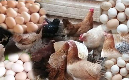 تعرف على أسعار الدواجن اليوم فى البورصة