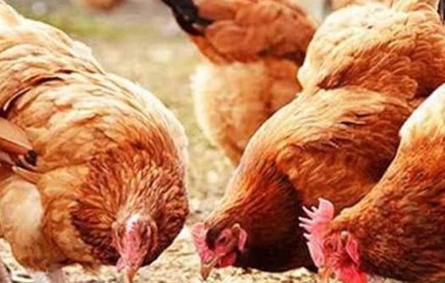 تعرف على أسعار الدواجن اليوم