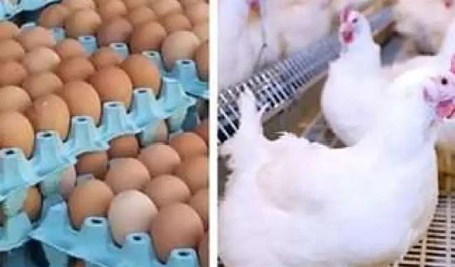 أسعار الدواجن والبيض.. بكام النهاردة؟ 