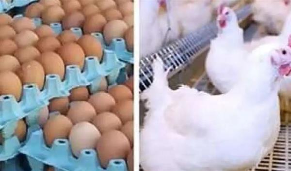 أسعار الدواجن والبيض.. بكام النهاردة؟
