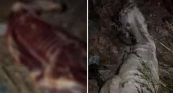   اكتشاف مذابح حمير في السنطة بالغربية قبل ذبحها