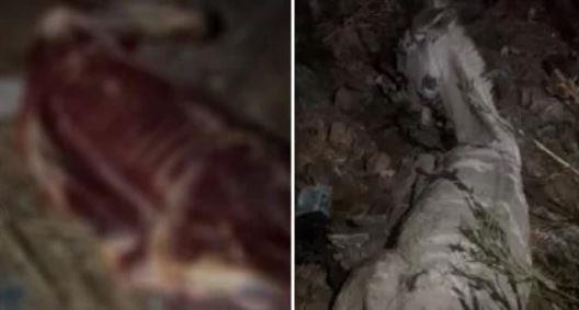 اكتشاف مذابح حمير في السنطة بالغربية قبل ذبحها