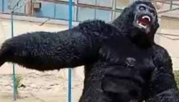 "غوريلا" تتسبب فى إصابة 3 أشخاص بحفل خطوبة بالجيزة