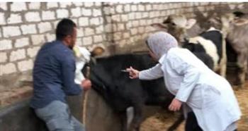   المنيا: تحصين 45 ألف رأس ماشية ضد الحمى القلاعية والوادي المتصدع
