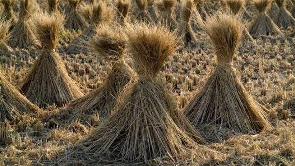 ياسر عبد الله: فتح 561 موقعًا لجمع قش الأرز لمواجهة السحابة السوداء