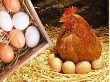 أسعار الدواجن والبيض اليوم.. كيلو الأمهات يسجل 66 جنيها