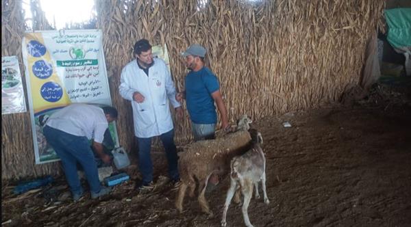وزير الزراعة يوجه بتحرك عاجل لدعم المربين بالمنوفية والجيزة..