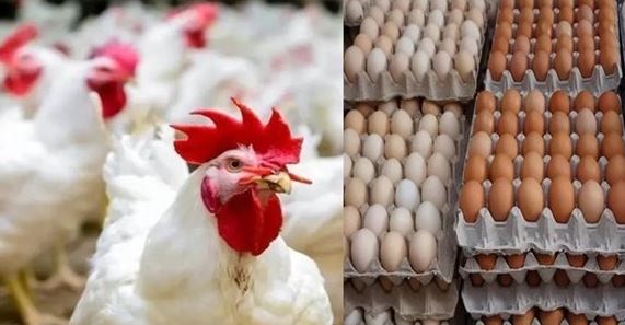 سعر الدواجن اليوم.. كيلو البلدي بـ125 جنيها