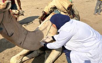   الجيزة تطلق قوافل بيطرية مجانية لرعاية الخيول والجمال بالمنطقة الأثرية بالأهرامات