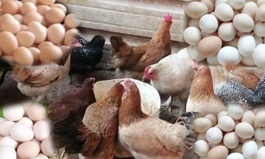 أسعار الدواجن اليوم في الأسواق المصرية