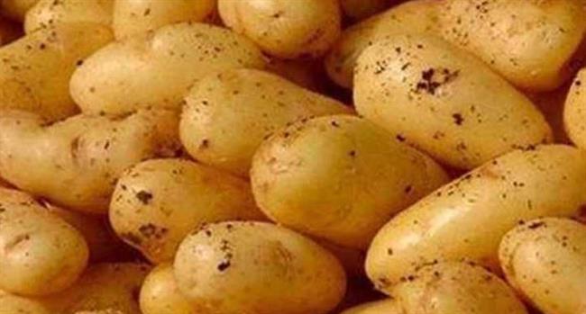 البطاطس.. غذاء بسيط يدعم المخ ويهدئ الأعصاب